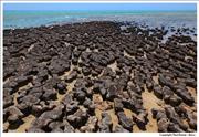 Wildlife Stromatolites